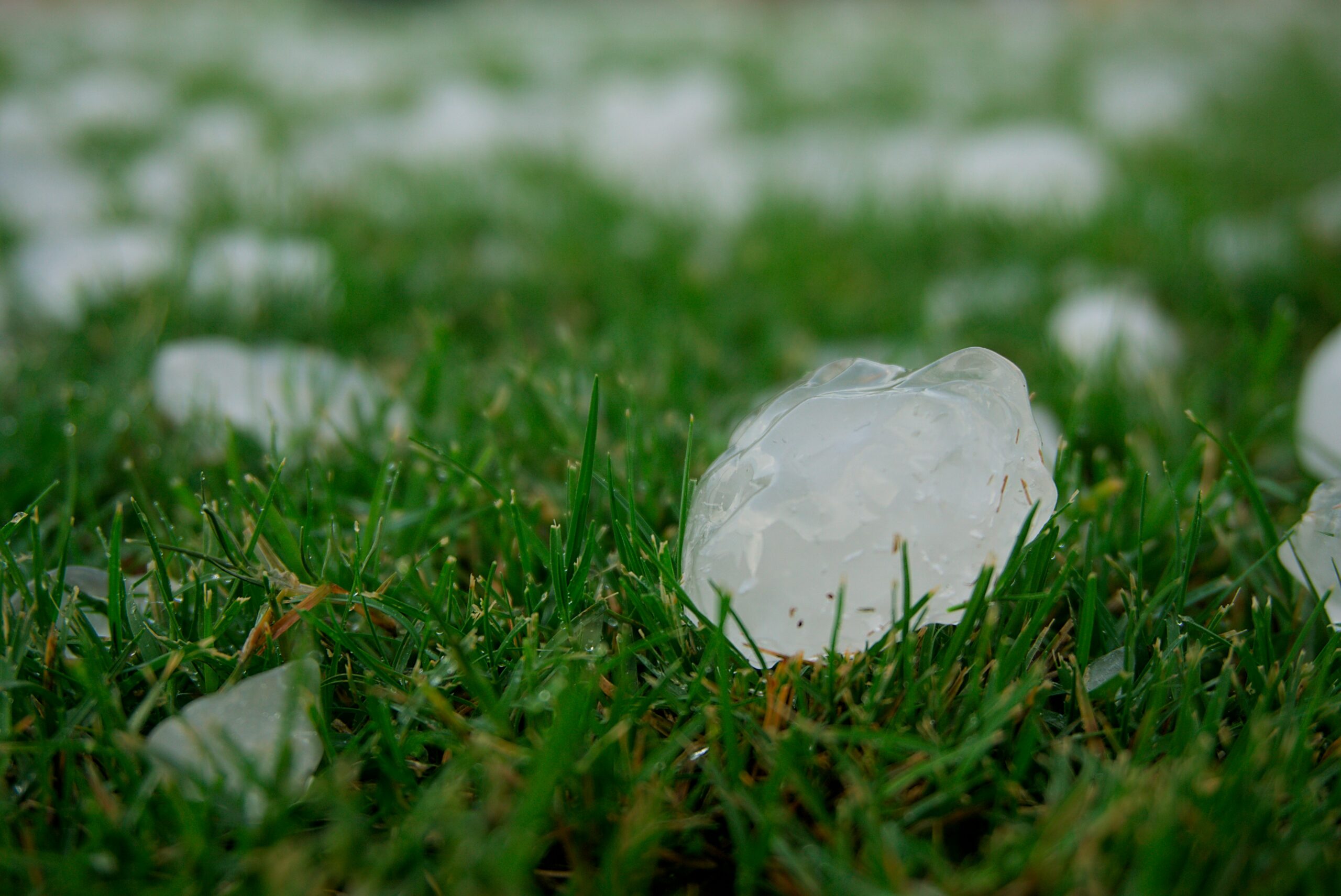 Hail stones scattered across green grass near a residential lawn.