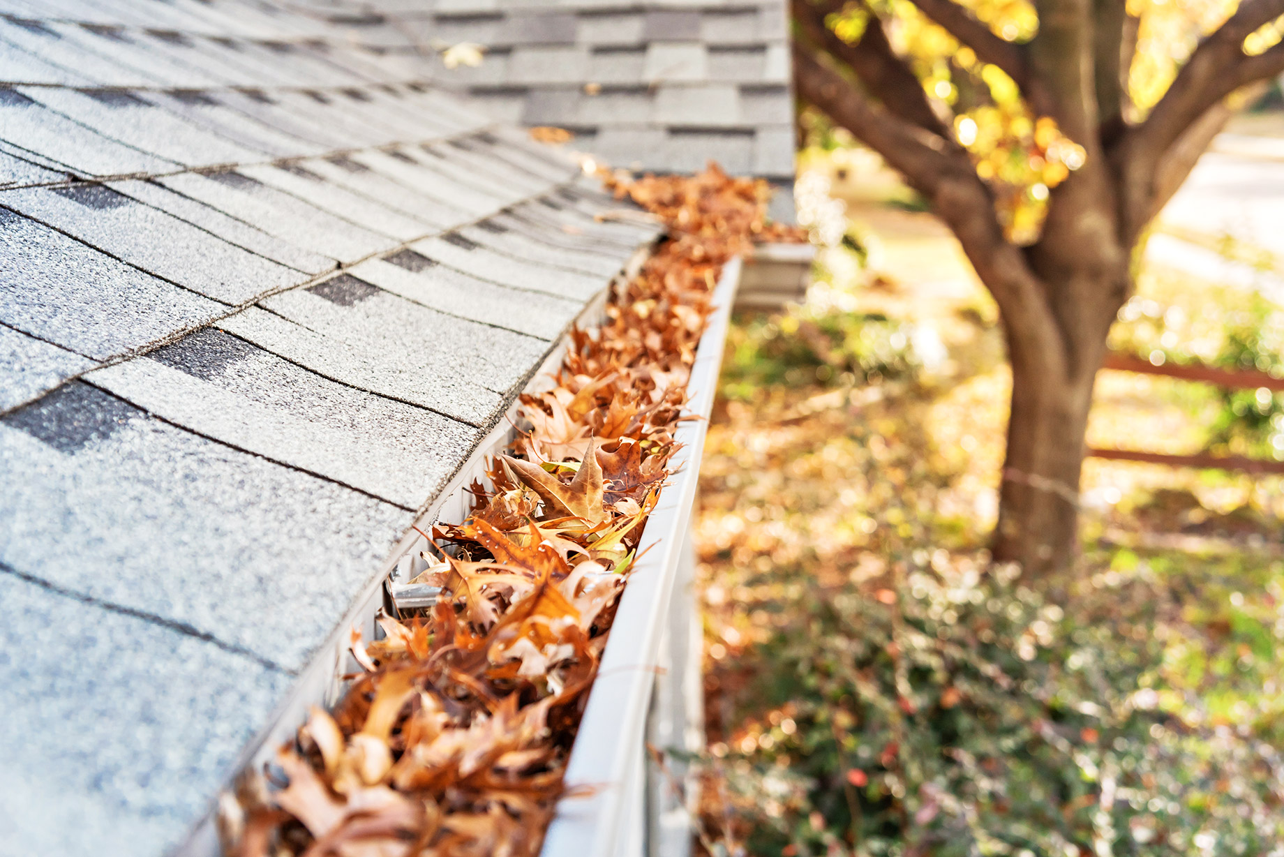 A gutter along a roofline filled with fallen maple and oak leaves.